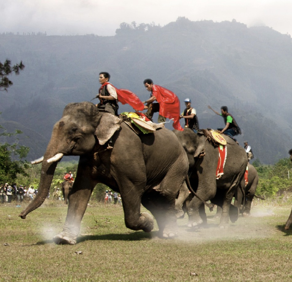 Elephant Race Festival