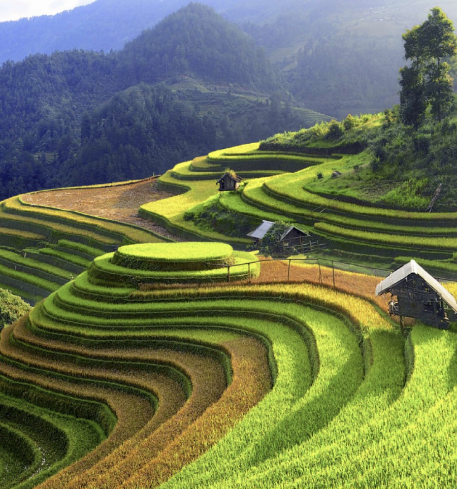 Mu Cang Chai terraced field